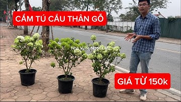 Cẩm Tú Cầu Thân Gỗ – Loài Hoa Tuyệt Đẹp Khiến Vườn Nhà Bạn Rực Rỡ ! Đt/Zalo 0968.750.386
