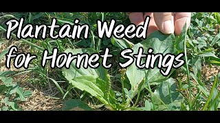 Plantain Weed for Hornet Stings by The Neals' Homestead 1,031 views 8 months ago 1 minute, 41 seconds