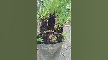 Cây Dương Xỉ Cổ Đại .0971711516.Vườn Cây Cảnh Tâm An