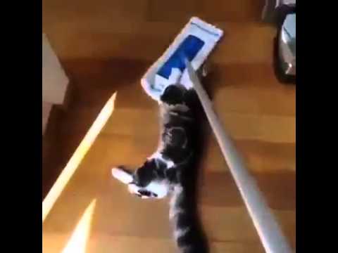 camera iphone 8 plus apk New Topic in cats