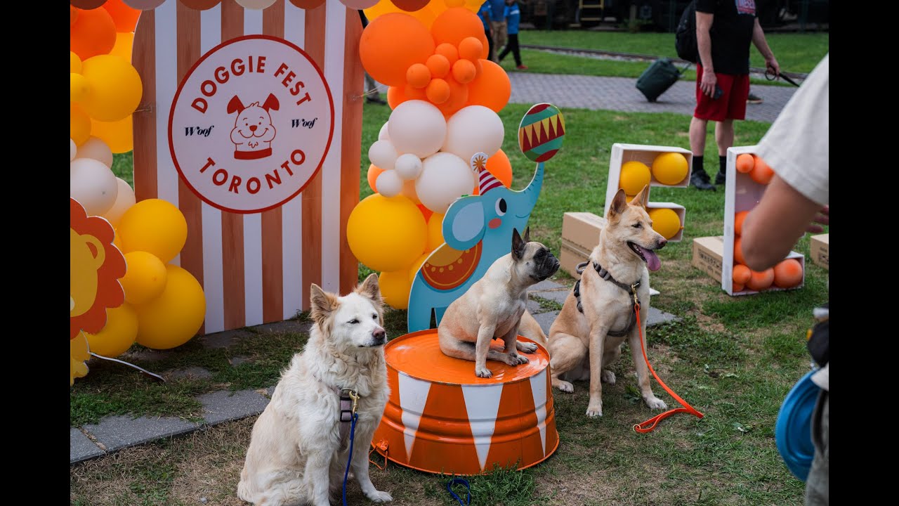 Doggie Fest Summer Carnival 2025