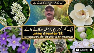 Top 15 Fragrant Plants   Fragrance Plants Care Tips For Summer U0026 Winter