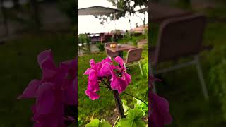 Aynı Günde Dört Mevsime Şahit Olmak Gibi Bir Şey Bu.☘️ Resimi