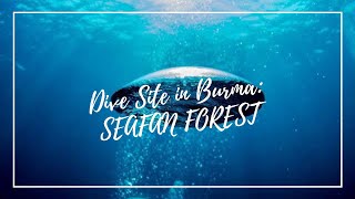Dive site in Burma : Seafan forest