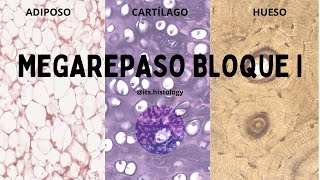 MEGAREPASO BLOQUE I 2023 (parte 2) - its.histology
