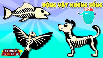 Động vật có xương sống | Bí ẩn về động vật bạn chưa biết | Hoạt Hình Khoa Học Vui 2021