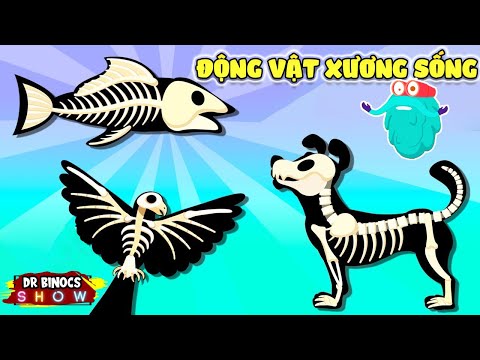 Video: Động vật có xương sống: dấu hiệu, đặc điểm, dấu hiệu