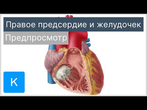 Видео: Переносит ли правый желудочек насыщенную кислородом кровь?