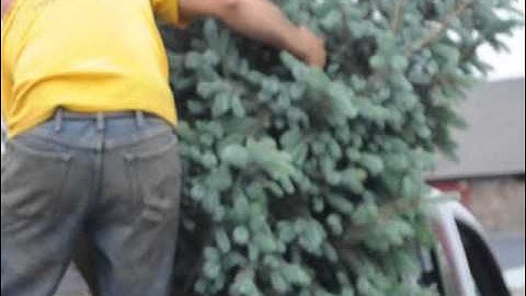 see us Loading a Spruce Tree