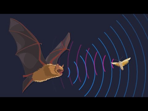 understanding of echolocation & examples of animals that have the ability to echolocation