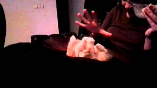 Kitten training from early age by Golden Look*LT - Kurilian bobtail cattery 50 views 8 years ago 16 seconds