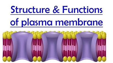 Structure and Functions of Plasma Membrane | Cell Biology | Cell membrane structure 