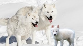 Arctic Wolf: The True Emblem of the Frozen Tundra by Familiarity With Animals (FWA) 422 views 7 days ago 4 minutes, 47 seconds