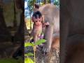 Cutie baby girl (Sapphire)! 💞❤️ #shorts #monkeybaby #explore