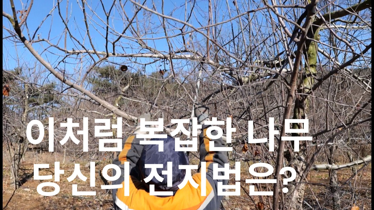 솎음전정의 순서, 대체지 유인, 가지끝 정리하는 기본원리
