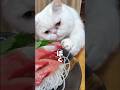 母ちゃんの視線が気になる猫#ねこ #白猫 #猫動画