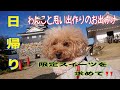 限定スイーツを求めて/わんこと思い出作りのお出かけ