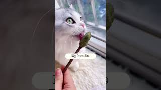 Cat Videos Cute Cat Videos Compilationcat Eating Lolipop Pets Garden 