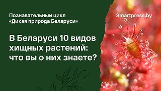 В Беларуси 10 видов хищных растений: что вы о них знаете?