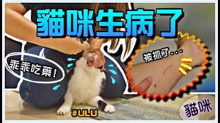 【Annie】Where ULU Urinates Is Broken.. FLUTD (EP.1)