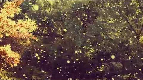 Daniel Vickers - Boomerang 'Official video'