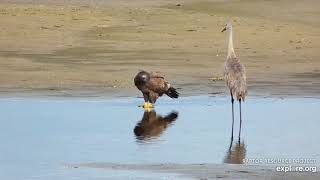 Mississippi River Flyway : Juvenile Bald Eagle  and the sandhill crane