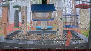 Live Bird Feeder Cam Rainey day at the feeder station