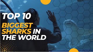 TOP 10 BIGGEST SHARKS IN THE WORLD