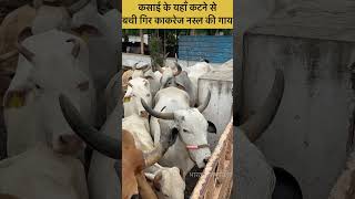 कसाई के यहाँ कटने जाने से बची लाखों रू में ख़रीदी गिर कांकरेज नस्ल की गोमाता। save cow save nation