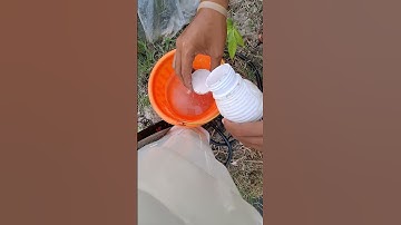 Rumput dan Gulma Mati pada Tanaman Padi Ada Tutorial Pengobatannya
