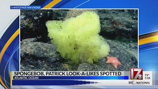 Spongebob, Patrick look-a-likes spotted