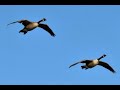 Canadian Geese Fly over