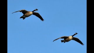 Canadian Geese Fly over by TimTools99 105 views 5 months ago 30 seconds