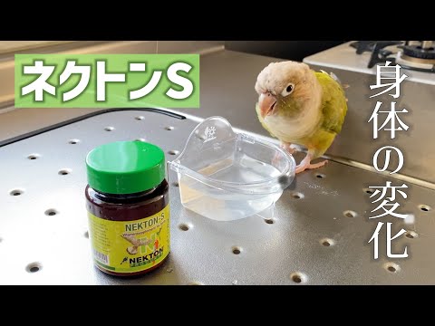 【ネクトンS】食事別活用法と鳥たちの身体の変化