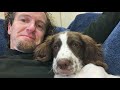 Ellie Brown English Springer Spaniel 8 weeks to 11 months. の動画、YouTube動画。