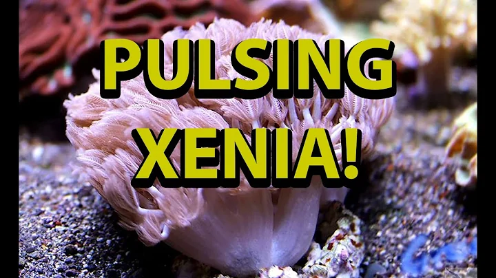 The Secret To Pulsing Xenia