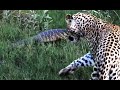 Monitor Lizard Tries To Give a Leopard a Slap - Latest Wildlife Sightings