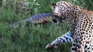 Monitor Lizard Tries To Give a Leopard a Slap - Latest Wildlife Sightings