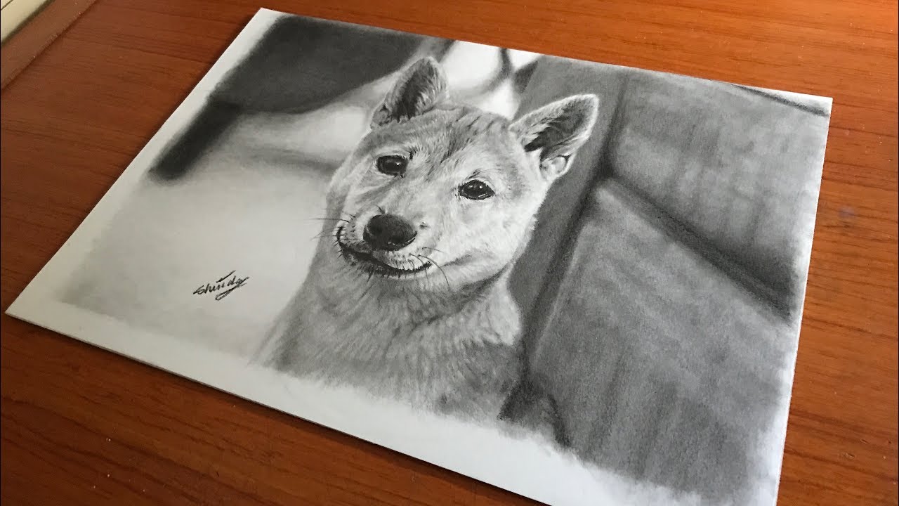 鉛筆画 芝犬 Drawing A Shiba Inu With Pencil Youtube