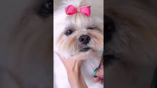 LHASA APSO ❤ Transformation in 10 seconds!!