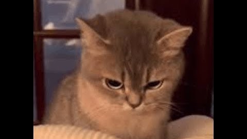 Dollhouse Roleplay Exploiting - Spoofilear