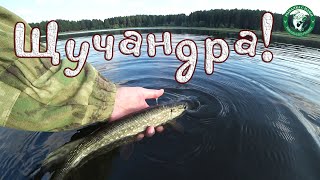 видео: ЩУКА СХВАТИЛА БЛЕСНУ У НОГ, ПОДПИСЧИКИ, ЛОВИМ В БРОДНЯХ НА ПРУДУ У ДОМА В АВГУСТЕ, РЫБАЛКА НА УРАЛЕ! картинка: ЩУКА СХВАТИЛА БЛЕСНУ У НОГ, ПОДПИСЧИКИ, ЛОВИМ В БРОДНЯХ НА ПРУДУ У ДОМА В АВГУСТЕ, РЫБАЛКА НА УРАЛЕ!