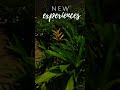 New experience #comeback #aftersolong #shortvideo #viral #naturelovers #blossom #plants