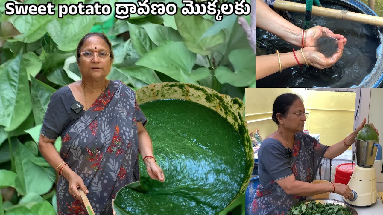కబుర్లు చెప్పుకుంటూ sweet potato  ఆకులుకోసుకుంటూ మొక్కలకు చిలకడదుంపల ద్రావణం తయారు చేసుకుందామా