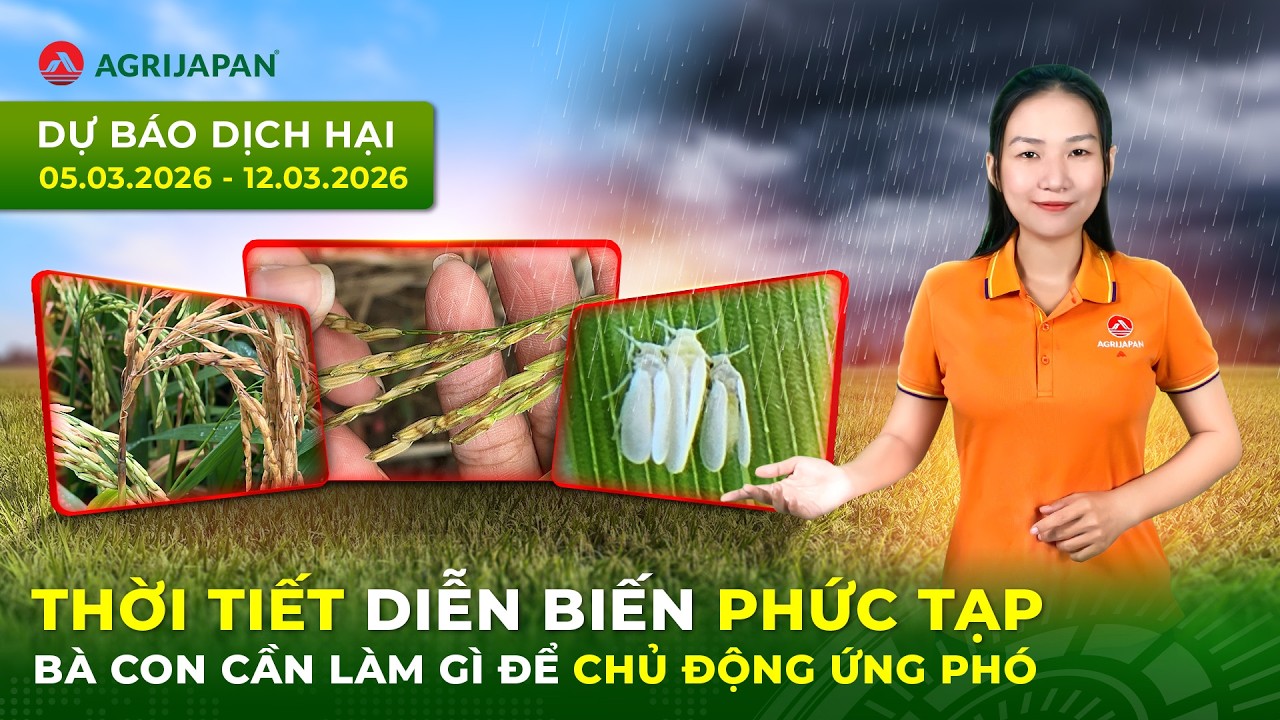 THỜI TIẾT DIỄN BIẾN PHỨC TẠP - BÀ CON CẦN LÀM GÌ ĐỂ CHỦ ĐỘNG ỨNG PHÓ