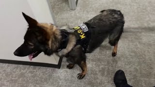 K-9 security officers at two Memorial Hermann hospitals