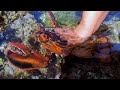 Seafood harvest! The autumn prawns and crabs are extra huge and delicious!