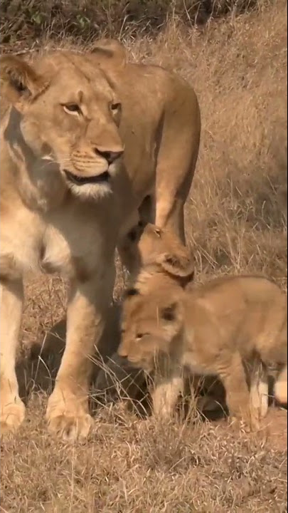 A quick sneak peek of my latest clip. #big5 #bigcats #africa #safari