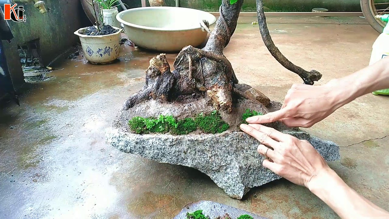 [Bonsai Rừng] Cách Trồng Cây Trên Đá Và Phủ 