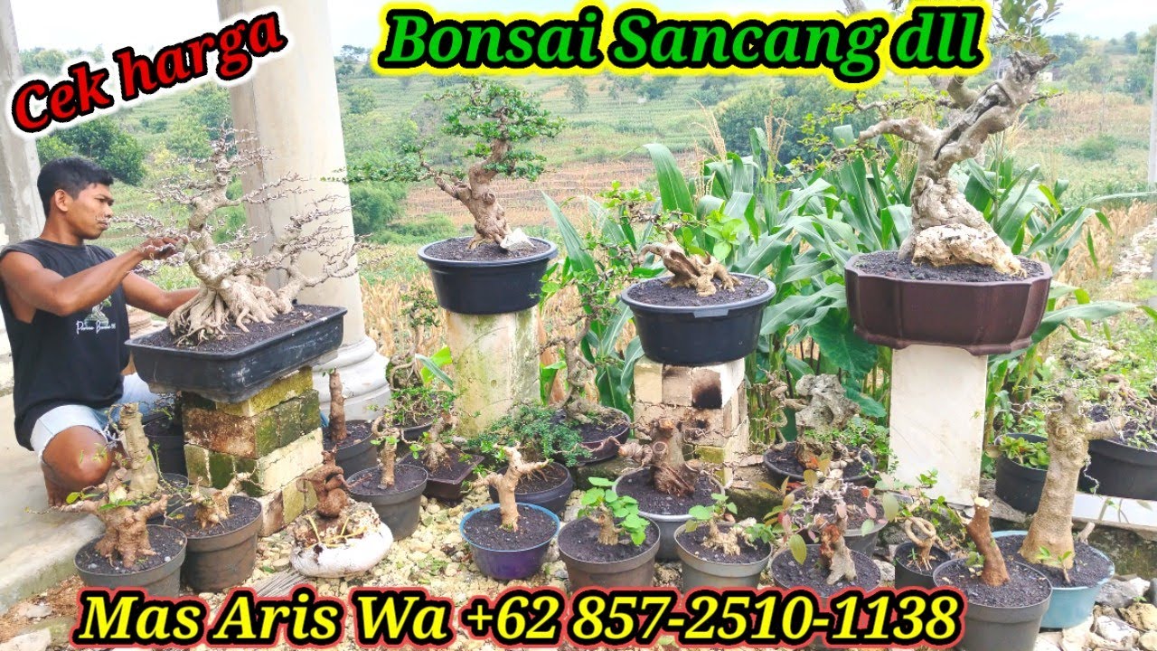 Cek harga Bonsai Sancang, Asem Jawa dll koleksi Mas Aris WA +62 857-2510-1138